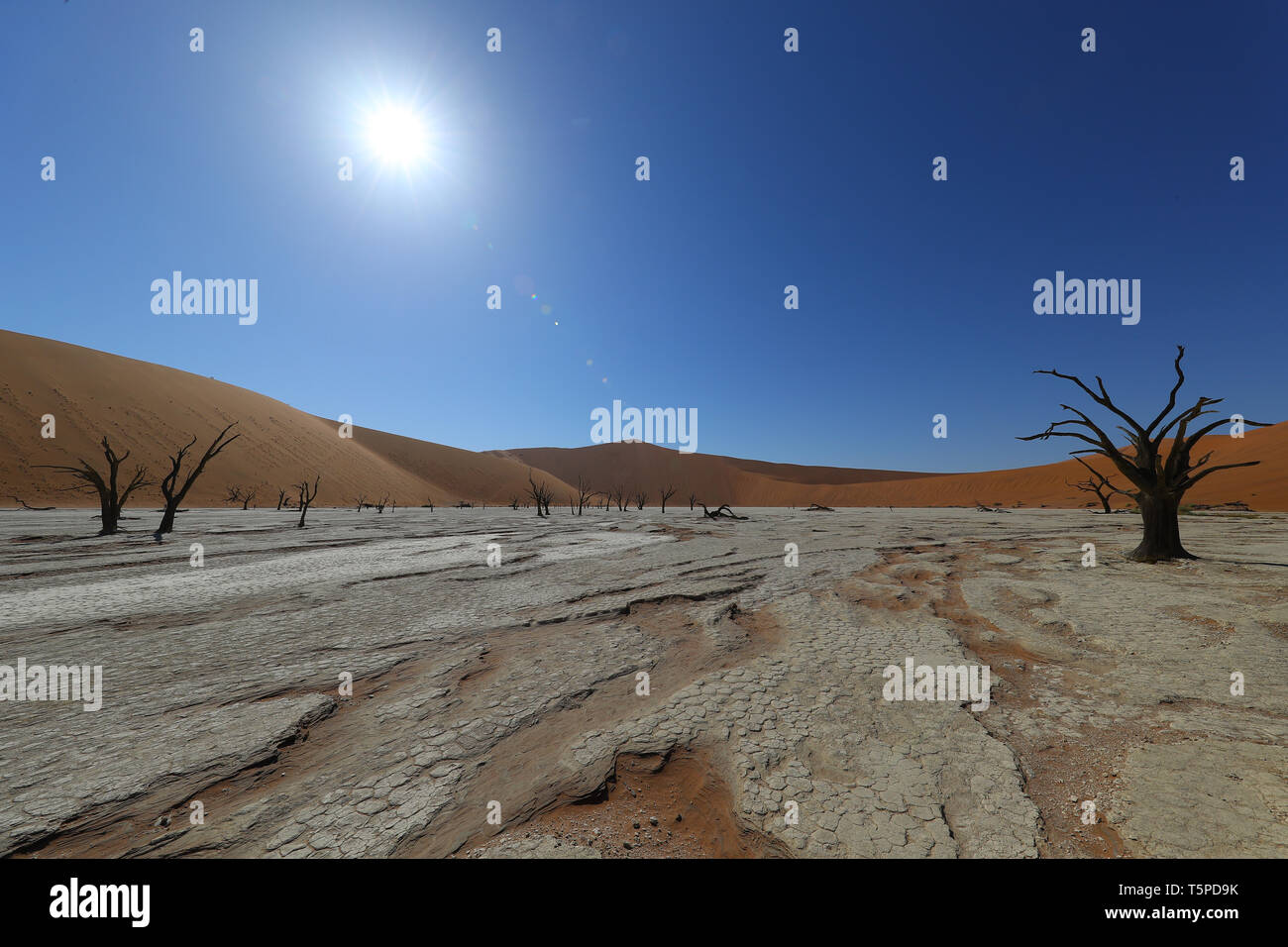 Deadvlei est une poêle à sel et à argile entourée de hautes dunes rouges, située dans la partie sud du désert du Namib. Banque D'Images