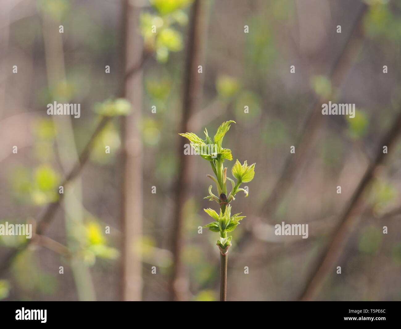 Fleurs Dérable Américain Les Jeunes Feuilles De Larbre C