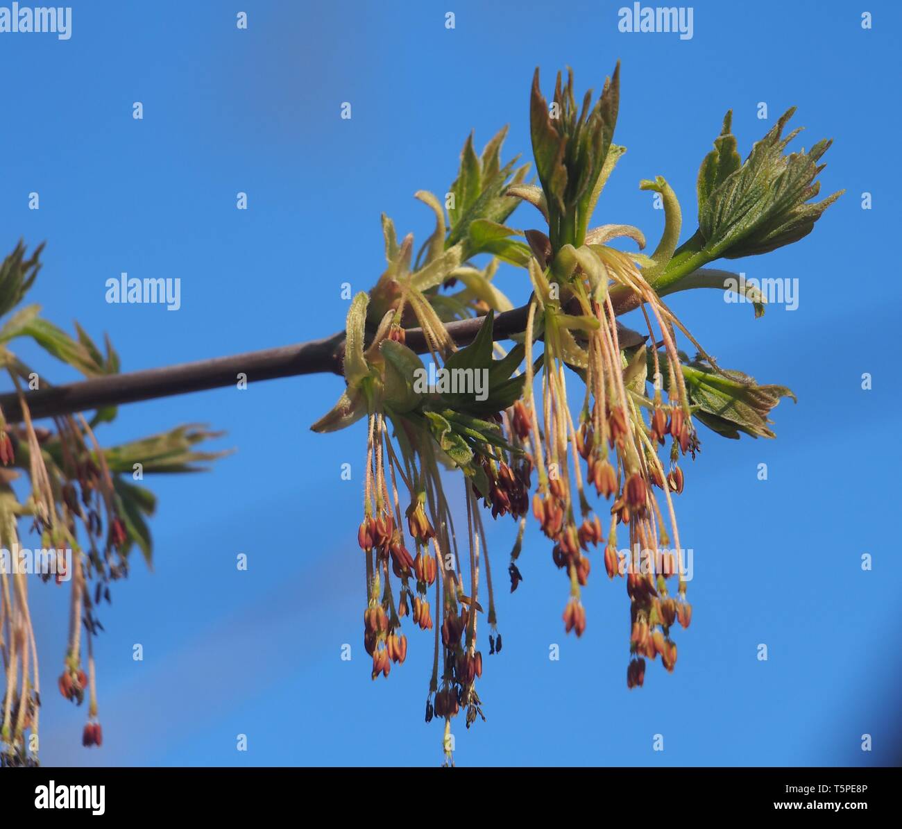 Fleurs d'érable américain. Les jeunes feuilles de l'arbre. C'est le printemps. La nature. Banque D'Images