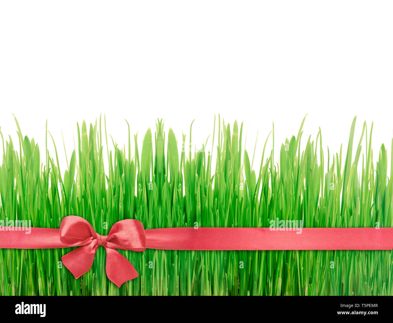 L'herbe verte attaché avec un ruban de soie rouge avec un arc sur un fond blanc Banque D'Images