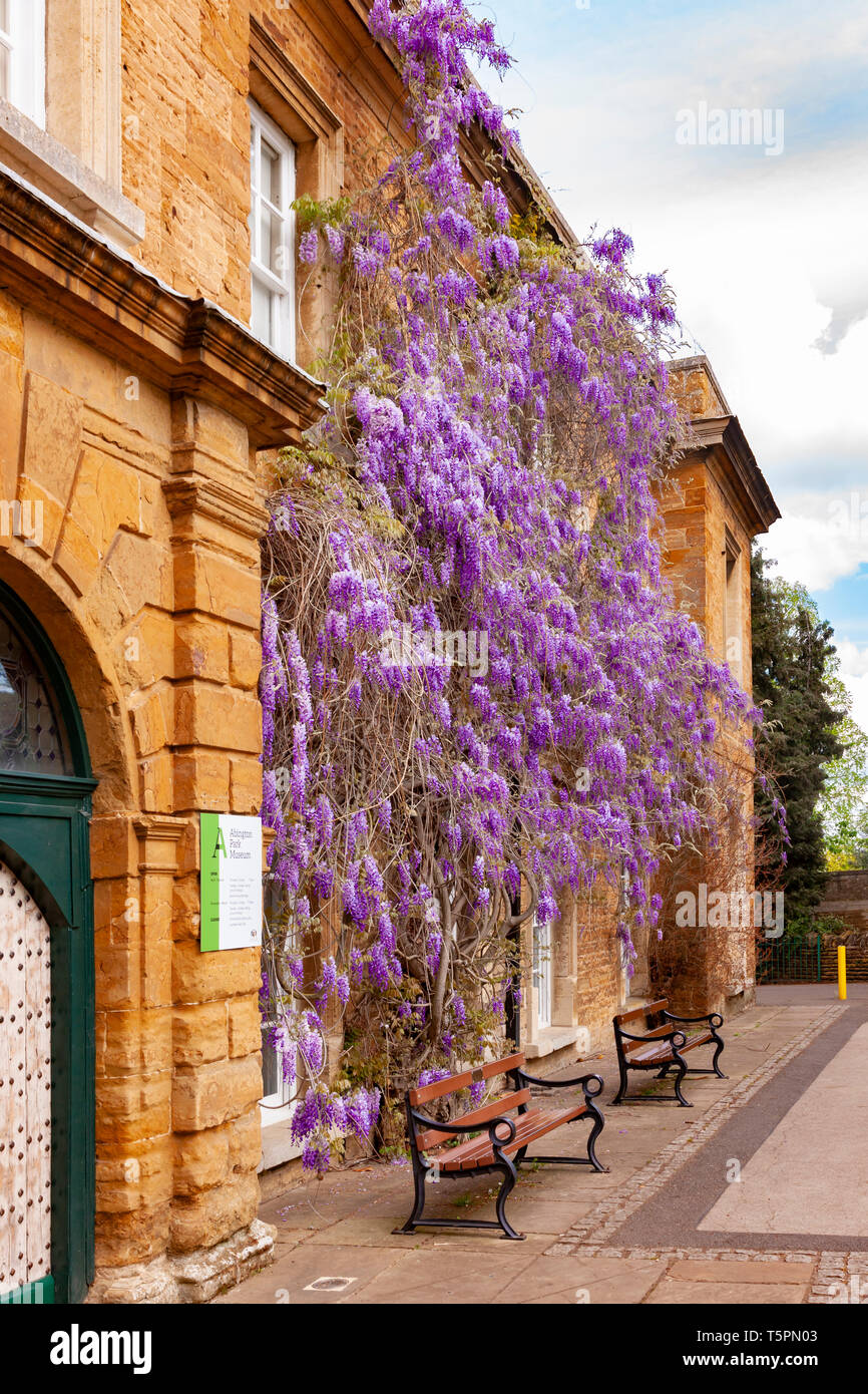 Northampton. 26 avril 2019. Météo France : la météo. Beau temps en fin de matinée, Abington Park à la recherche avec la glycine en fleurs colorées sur le devant du Musée. Credit : Keith J Smith./Alamy Live News Banque D'Images