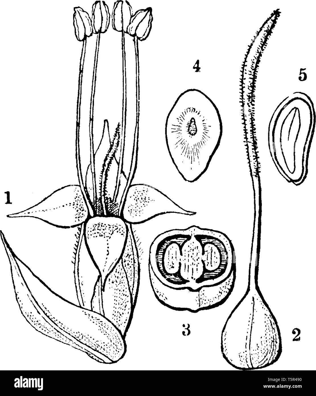 Une image décrivant fleur et bractée, pistil, ovaire, des semences et de l'article Plantain Lancéole également connu sous le nom de Plantago lanceolata, vintage ou dessin de ligne fra Illustration de Vecteur