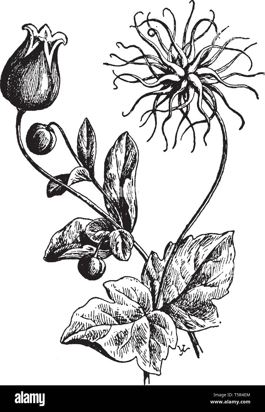 Clematis Viorna aussi connu comme leatherflower est une plante vivace qu'on retrouve naturellement dans le sud-est de la Pennsylvanie et le Delaware au sud de Georgi Illustration de Vecteur