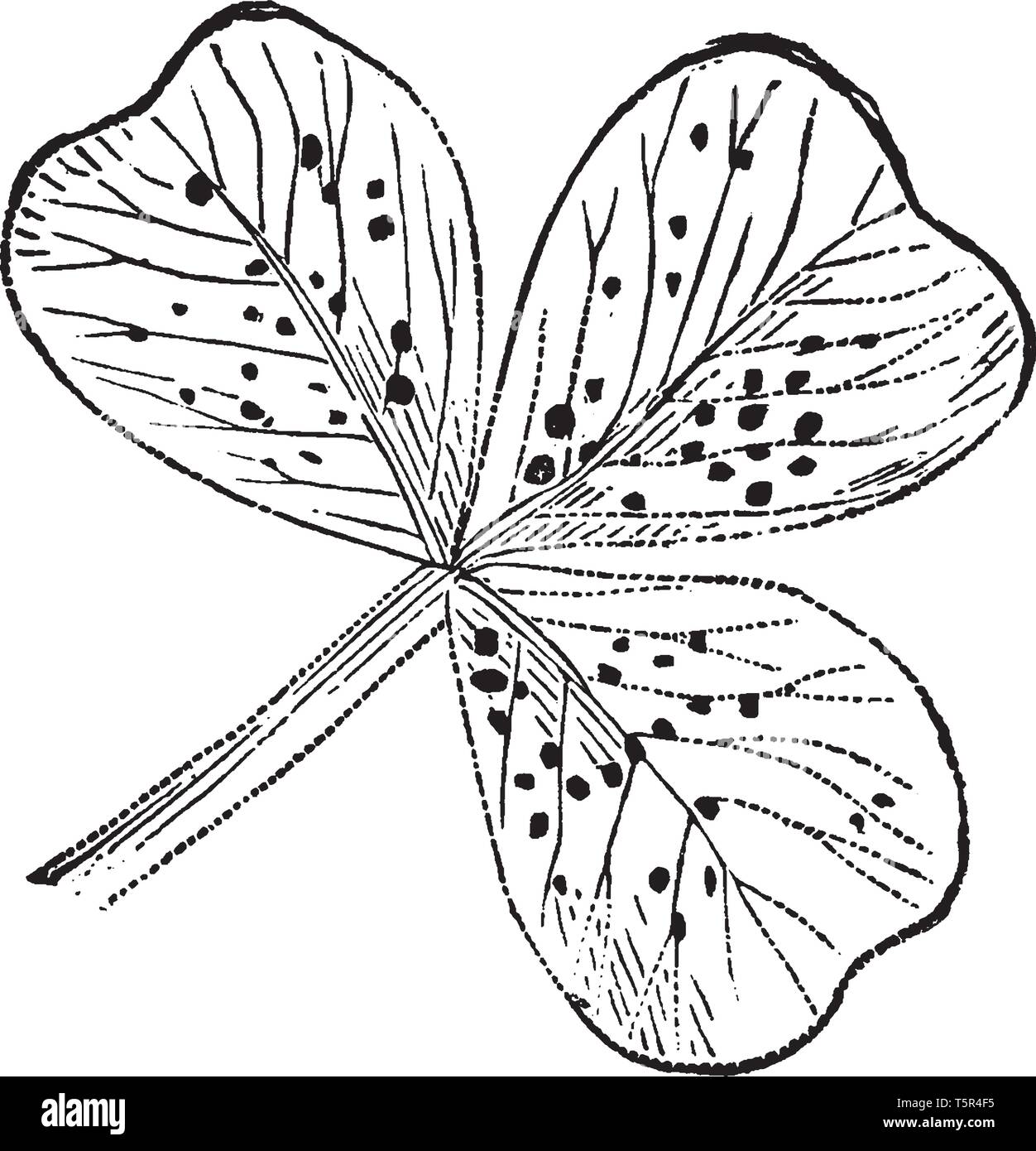 Il s'agit d'un c.-à-clover leaf feuille trifoliée avec stipules à la feuille adnées-tige, vintage dessin ou gravure illustration. Illustration de Vecteur