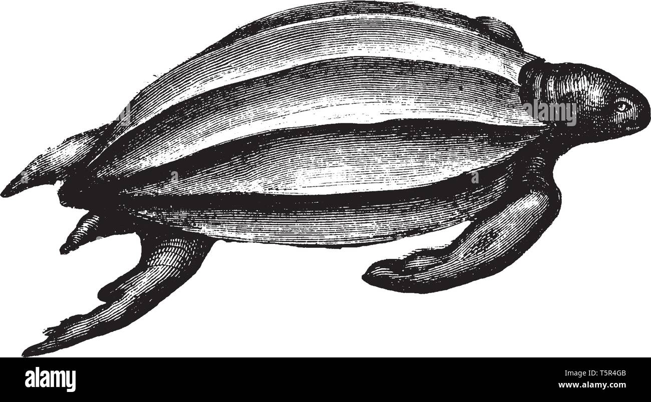 La tortue luth est la plus grande de toutes les tortues vivantes et est le quatrième plus gros reptile moderne derrière trois crocodiliens, vintage dessin ou e Illustration de Vecteur