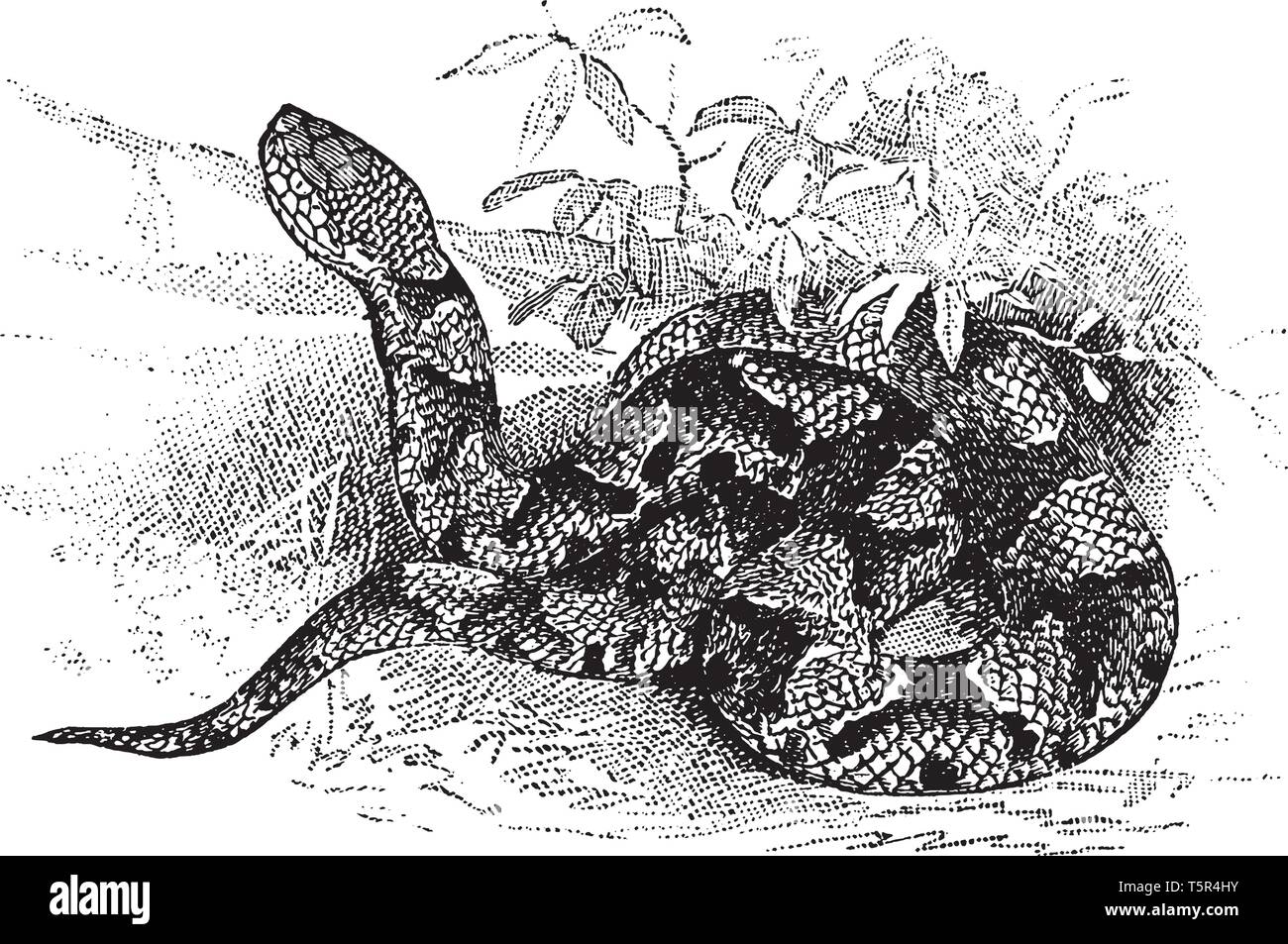Copperhead est un serpent de plutôt petite taille généralement sous deux pieds et d'un marron pâle mat ou couleur noisette avec de nombreuses taches, vintage dessin o Illustration de Vecteur