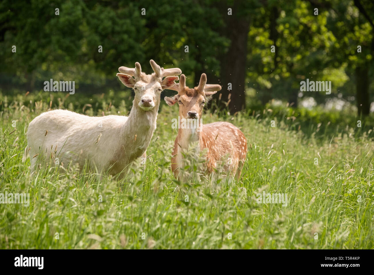 Deer Meadow en anglais Country Park, Warwickshire, Angleterre Banque D'Images