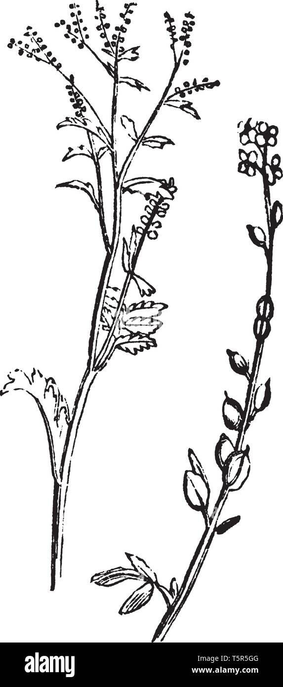Ou Cresson Lepidium sativum nom appartient à un grand nombre de plantes, le feuillage a une odeur âcre, moutarde-comme le goût, et utilisé comme une salade, vintage ou dessin de ligne fra Illustration de Vecteur