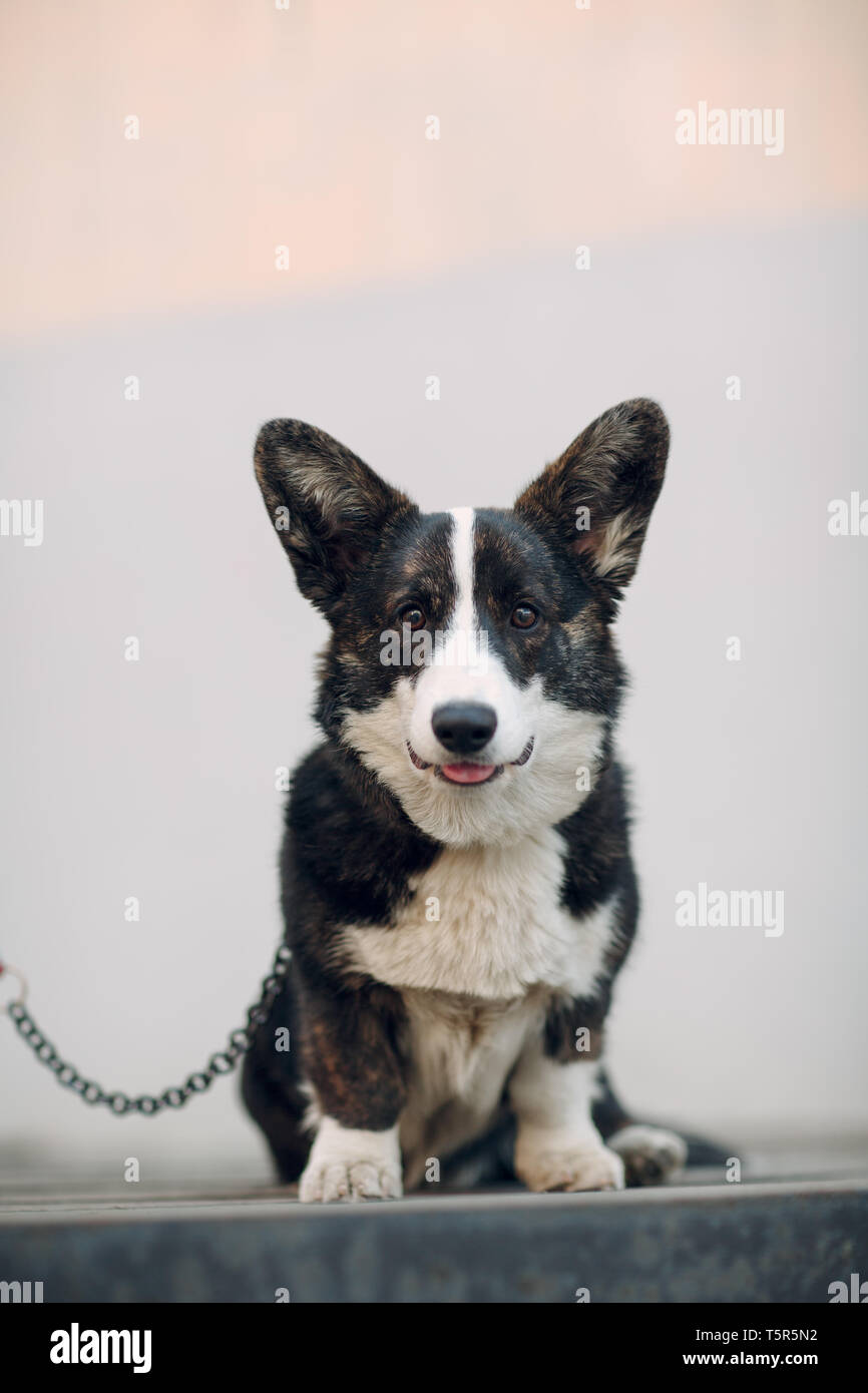 Welsh Corgi Cardigan smiling puppy dog Banque D'Images