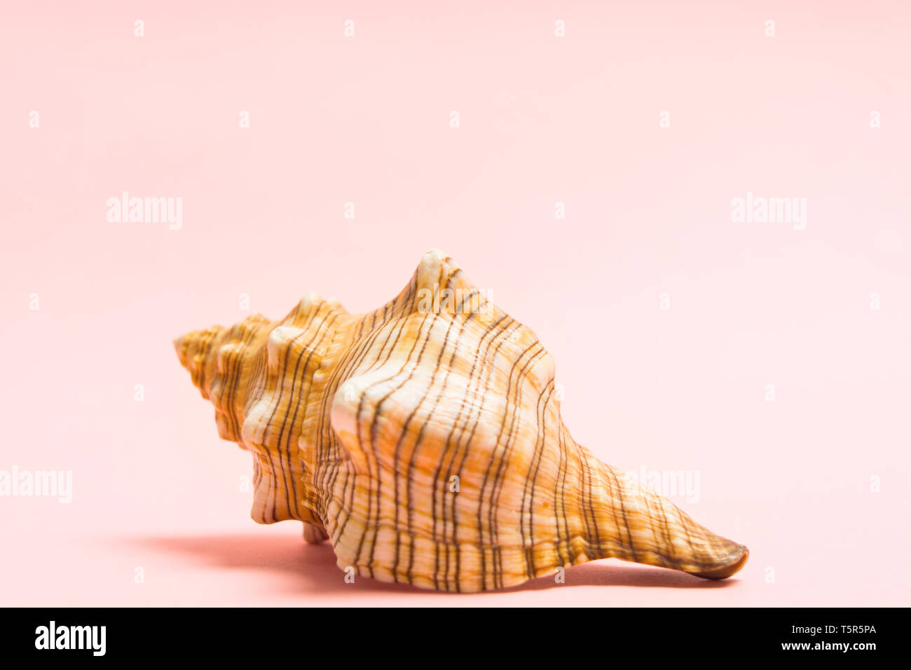 Les big sea shell sur fond rose avec copie espace. Souvenirs marins. Concept d'été avec seashella. Vue rapprochée Banque D'Images