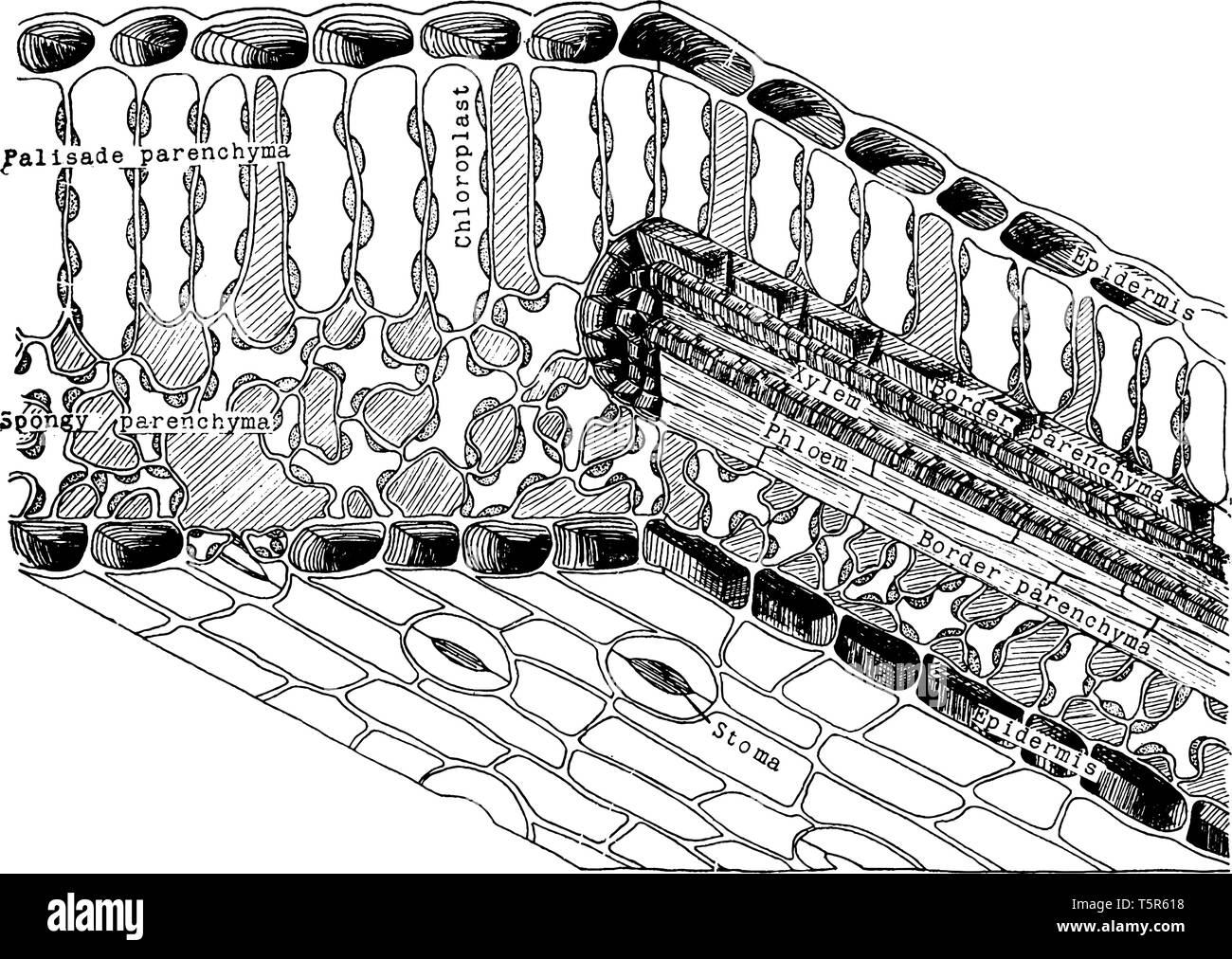 Schéma pour montrer l'architecture d'une feuille typique de la région de l'une des nervures latérales. Couche d'épiderme est présent à côté supérieur et inférieur. Insi Illustration de Vecteur