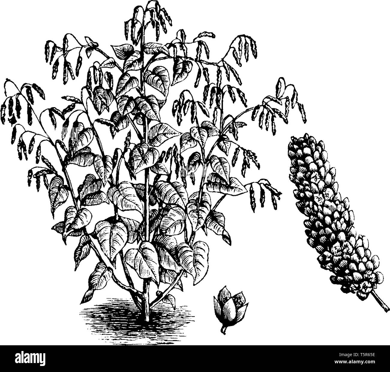 Une photo montre des Princes Feather, communément connu sous le nom de Polygonum orientale. C'est une plante ornementale. Il appartient à la famille Polygonaceae. Il y com Illustration de Vecteur