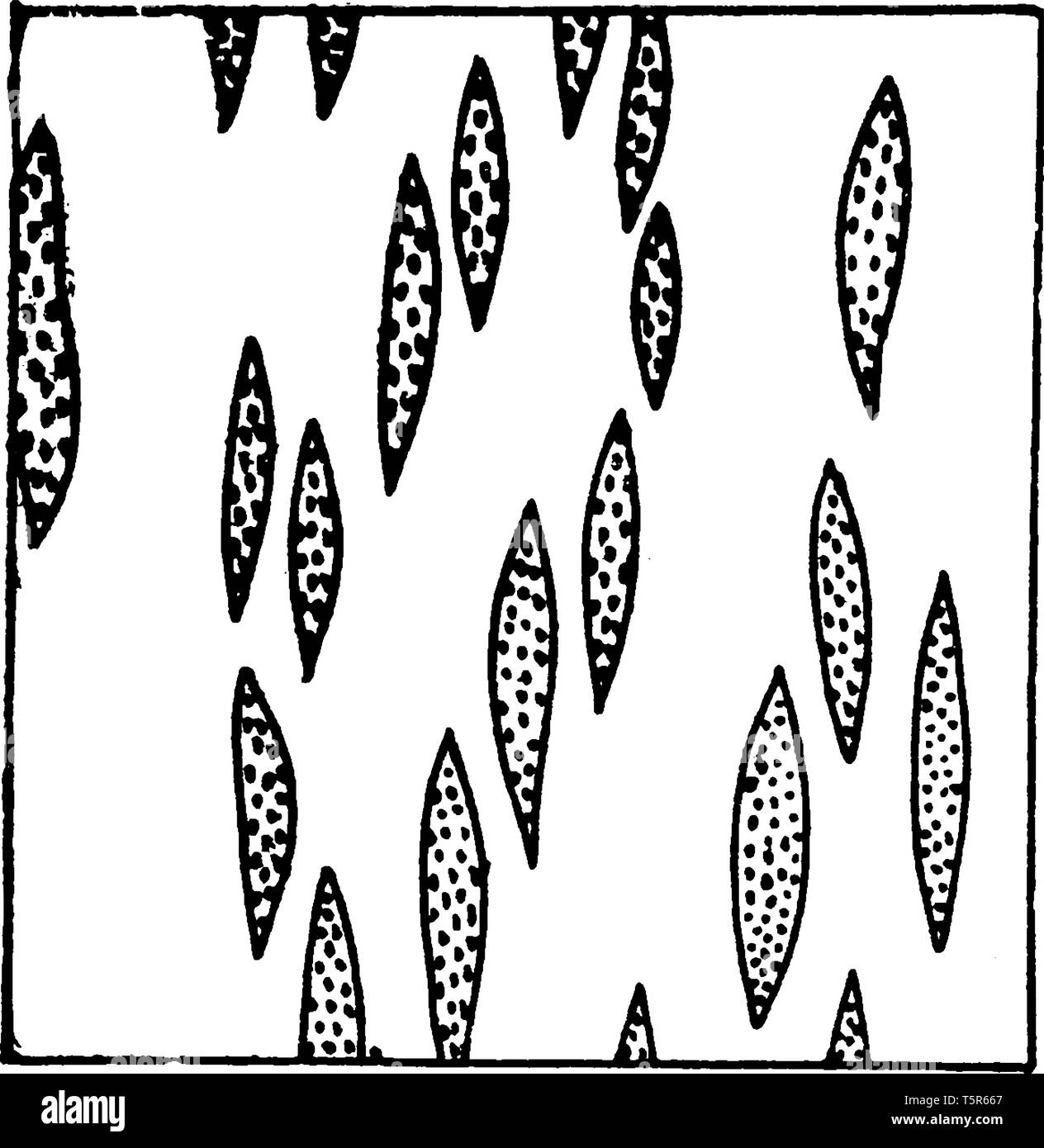 Cette photo montrant une image en bois de chêne. Cette image montre un rayon médullaire, vintage dessin ou gravure illustration. Illustration de Vecteur