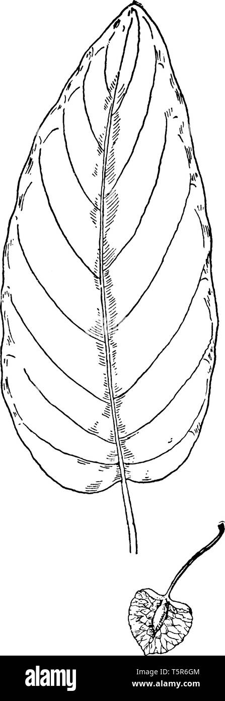 Il s'agit d'une image de station d'Amer. Il se compose d'une rosette de feuilles basales, à partir de laquelle une ou plusieurs tiges florales se développent. Les feuilles poussent jusqu'à 30 c Illustration de Vecteur