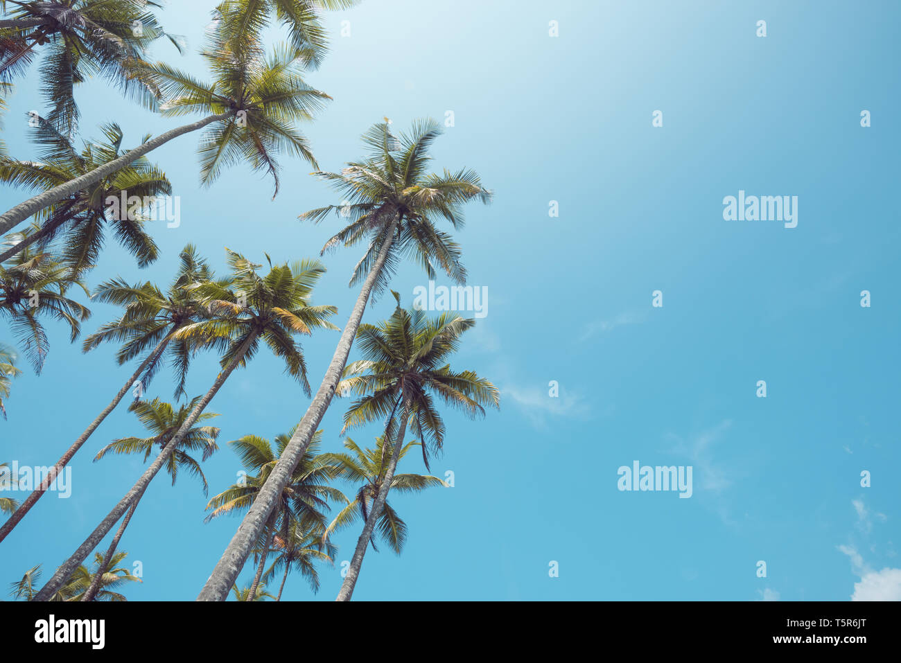 Palmiers sur la plage avec un ciel clair aux tons vintage Banque D'Images