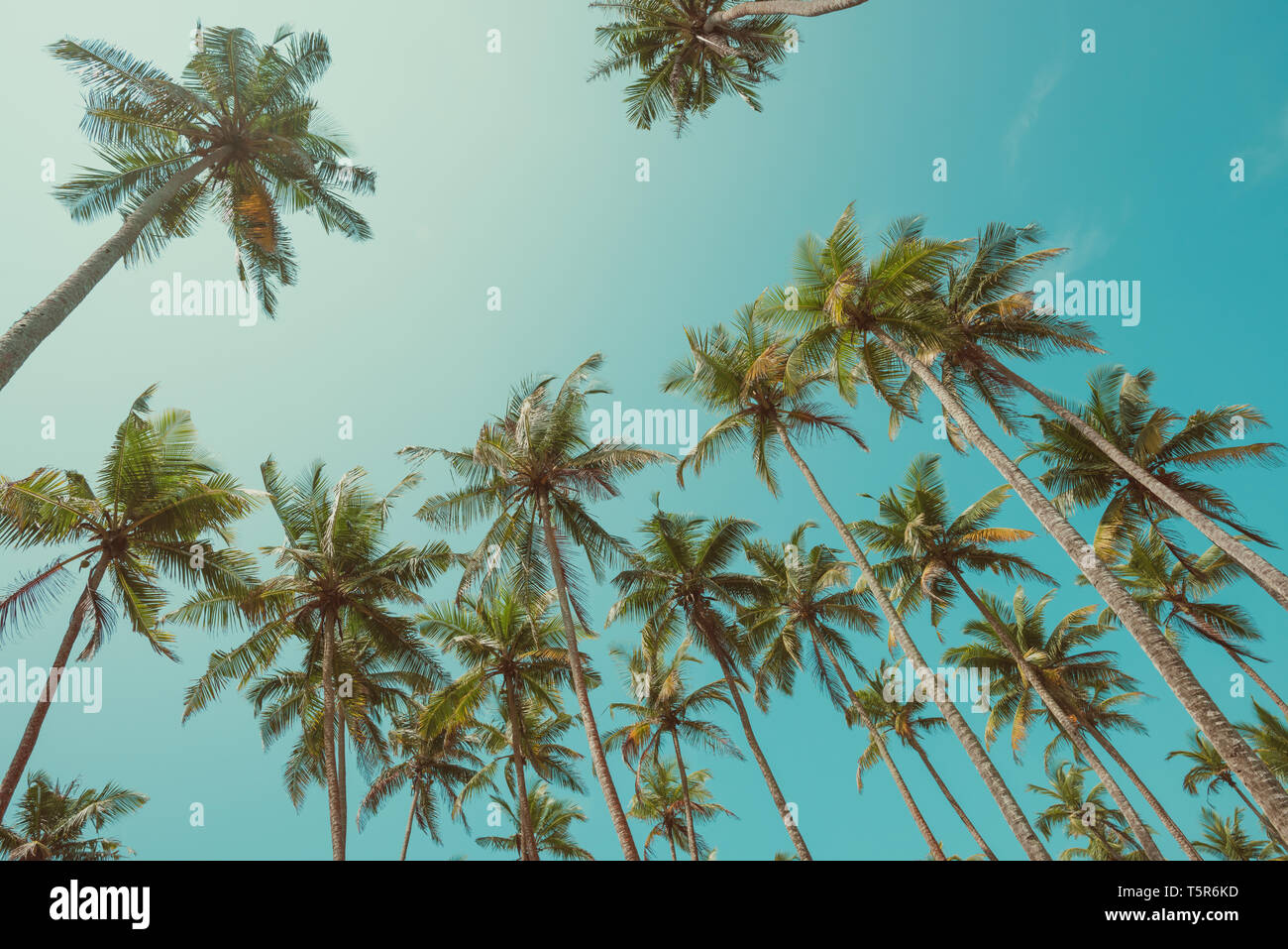 Palmiers à coco à claire journée d'été vintage tonique Banque D'Images