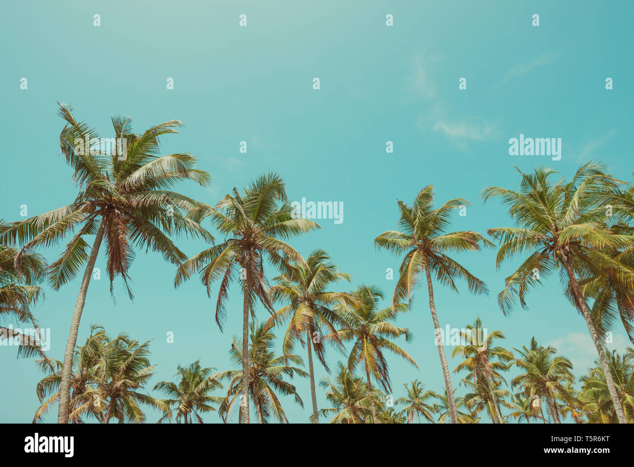 Palmiers sur la plage avec un ciel clair aux tons vintage Banque D'Images
