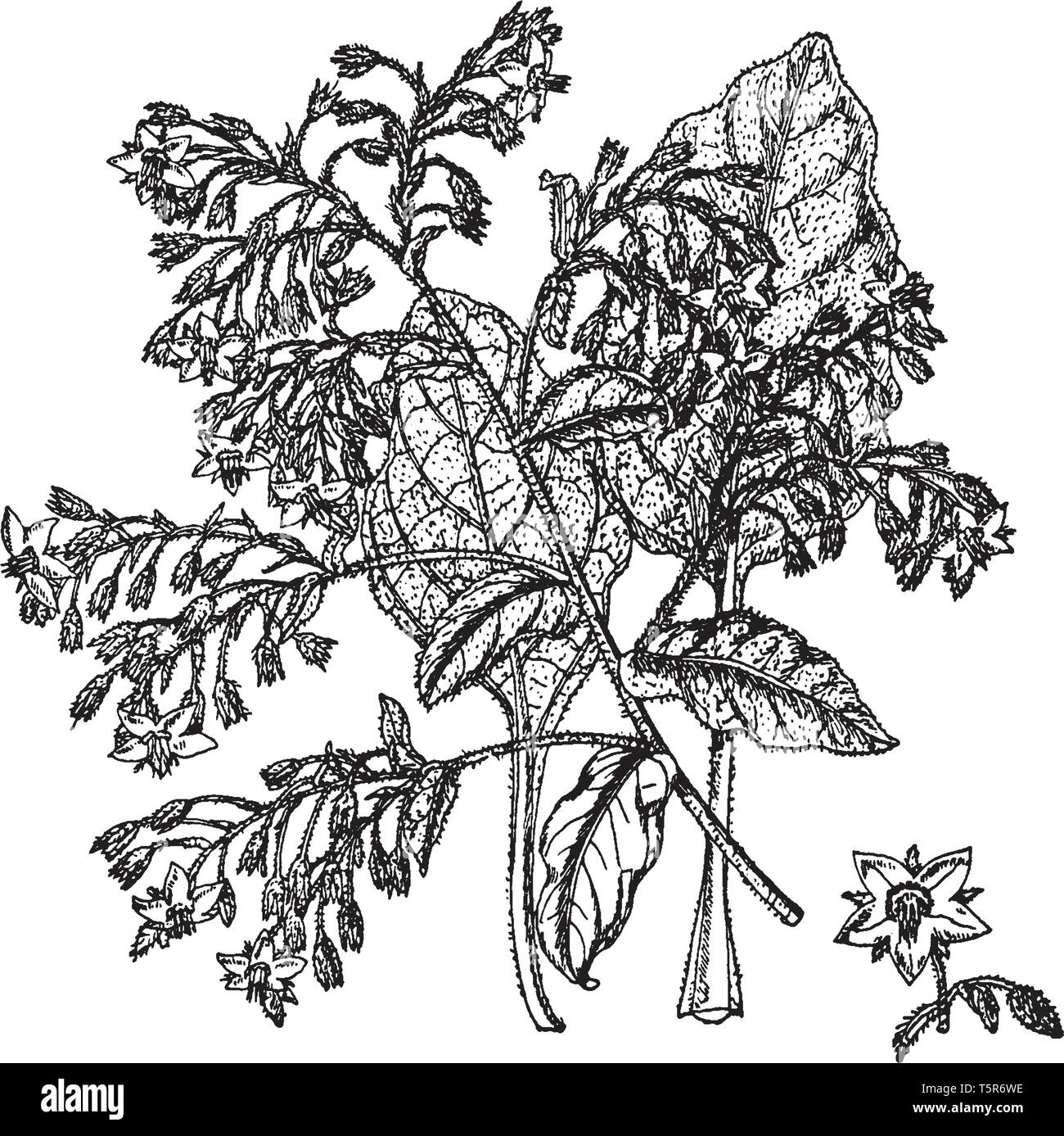 L'usine est densément Borago fleurs et feuilles sont les poils. Les feuilles sont alternes, ovées elliptiques, vintage dessin ou gravure j Illustration de Vecteur