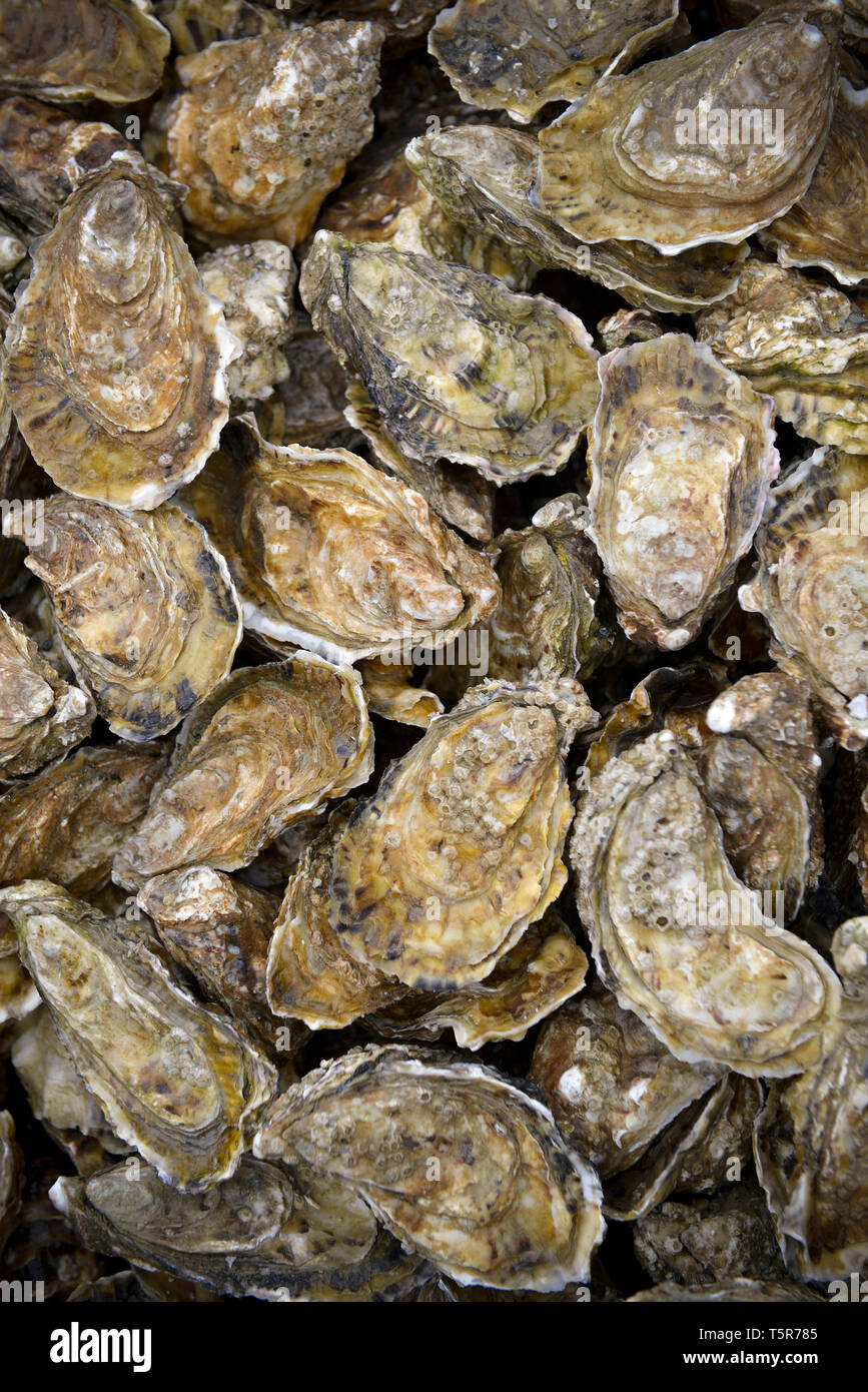 Les huîtres de Veules-les-Roses (Normandie, nord de la France), sur la "Côte d'Albâtre' (côte normande) *** légende locale *** Banque D'Images