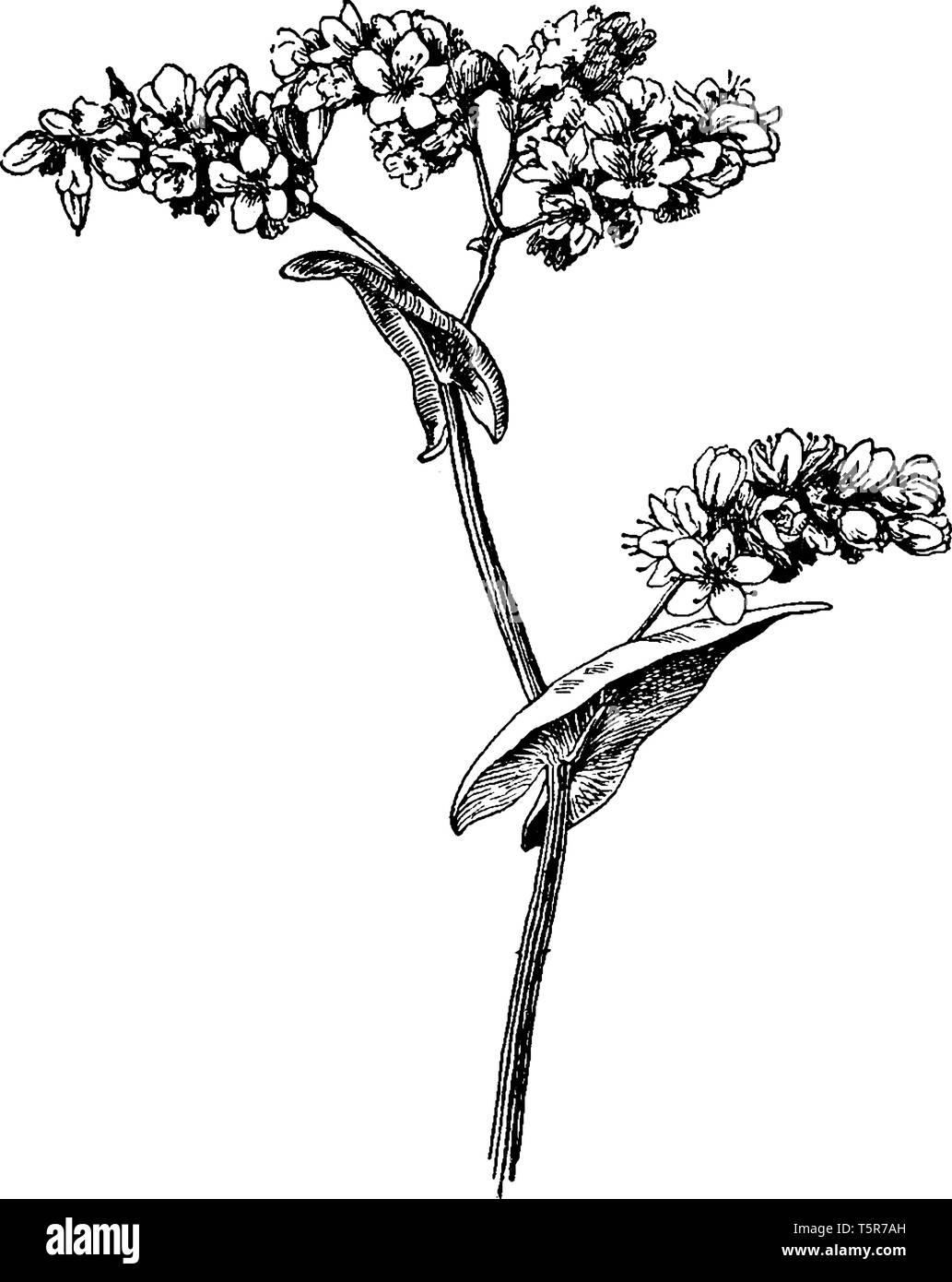 Une photo est montrant Fagopyrum esculentum, communément appelé le sarrasin. Il a trouvé en Asie. Les fleurs sont blanches et roses et les feuilles sont en forme de cœur, narr Illustration de Vecteur