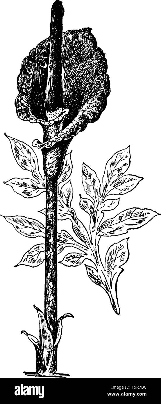 Une photo montre Amorphophallus Rivieri Plante. Il est également appelé en tant que langue du diable & snake palm. La fleur a tige et un peu de feuilles de la plante. Illustration de Vecteur