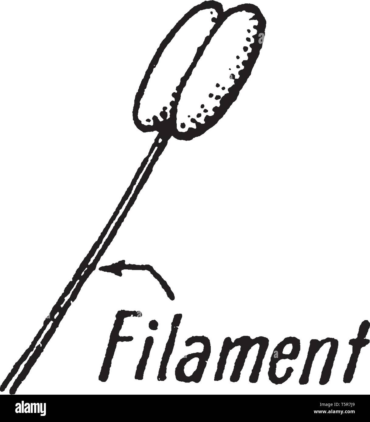 Des objets ou des fibres, comme un mince fil, se trouvent surtout dans les structures végétales. Le support de la manette de l'anthère, muscle lisse a des ententes de Illustration de Vecteur