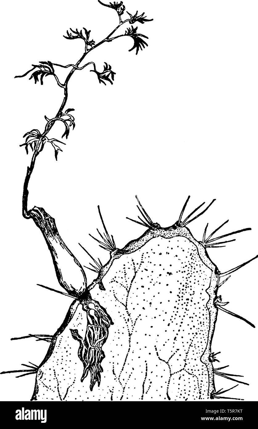 Une photo montrant une plante parasite racine. Les racines sont petites et courtes, dessin de ligne vintage ou gravure illustration. Illustration de Vecteur
