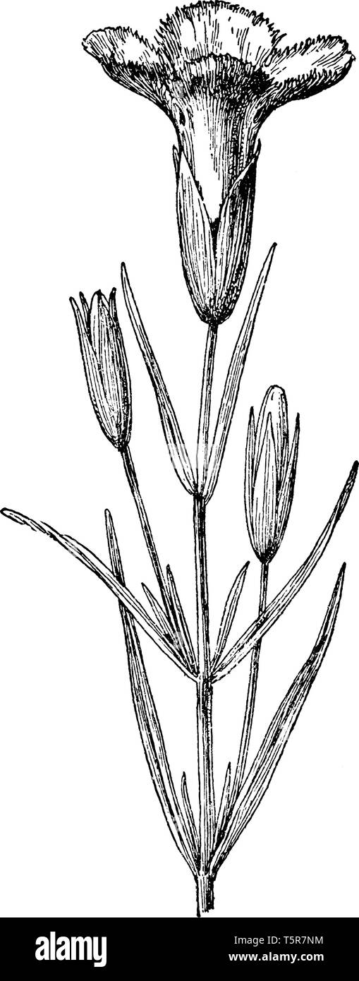 Une photo est montrant les petits Gentiane frangée, communément appelé Gentiana procera. Il appartient à la famille des Gentianacées, gentiane. Ses feuilles sont étroites, t Illustration de Vecteur