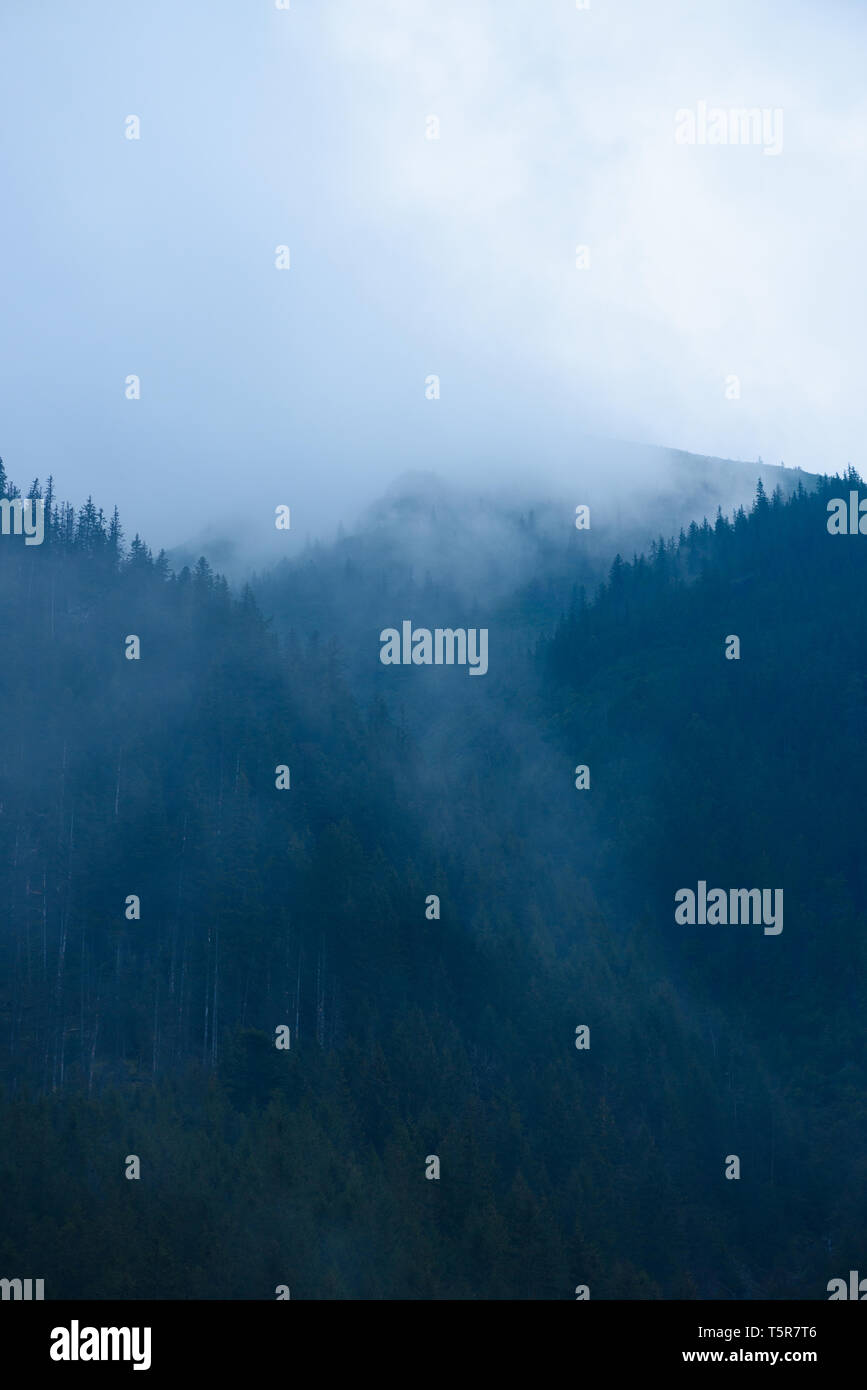Forêt de haute montagne avec les nuages bas et le brouillard entre les arbres et les pics au crépuscule Banque D'Images