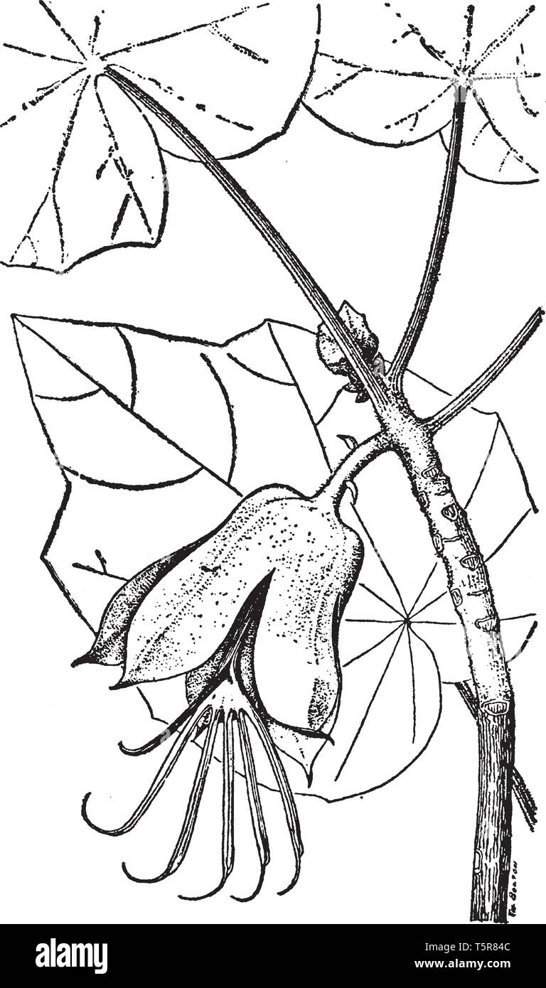 Côté fleur est le nom commun pour chirothodendron platonoid. Étamines rouge vif sont semblables aux doigts d'une main humaine. L'autre nom commun est Illustration de Vecteur