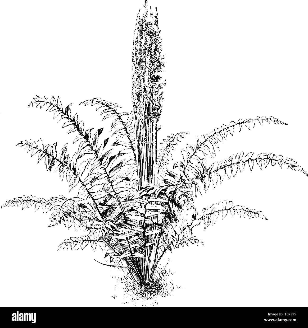 Il s'agit d'Osmunda cinnamomea plante. Cette grande fern a feuilles fertiles qui sont anormalement voyante, ils deviennent brun rougeâtre à maturité. La grande steril Illustration de Vecteur