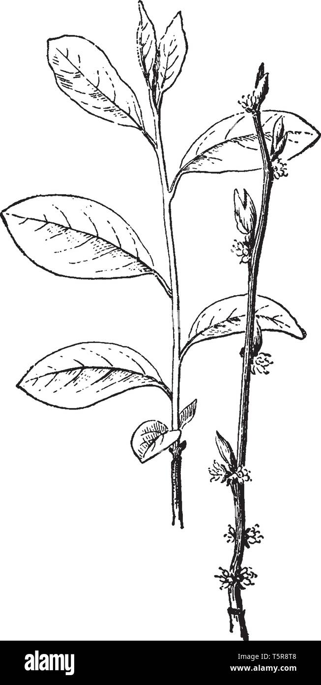 Benjamin bush, piment Sauvage, fièvre bush un arbuste dans Aestivale Benjoin famille. Les feuilles sont disposées en alternance sur la tige. Et certaines feuilles sont alo Illustration de Vecteur