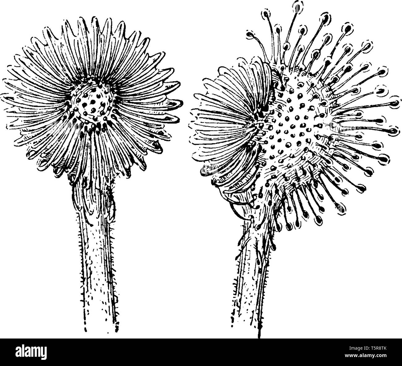 Une photo montre Blade rossolis les feuilles des plantes. C'est rosée scintillants ornent la sangle-comme des feuilles de la droséra. Les fleurs sont comme les graines de tournesol et à la Illustration de Vecteur