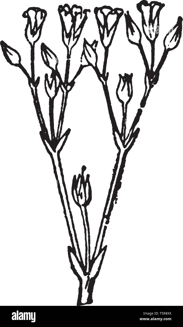 Le céraiste vulgaire sont des plantes médicinales et comestibles. La tige est faible, ramifiées, en touffes de feuilles, et une frange de poils d'un côté, le dessin au trait ou engravin vintage Illustration de Vecteur
