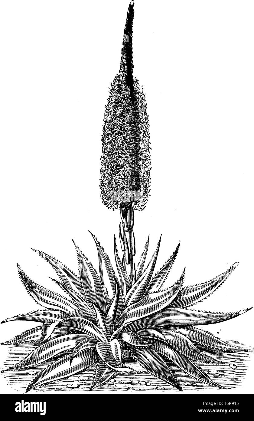 C'est une fleur d'Agave Densiflora ayant une couleur rouge jaunâtre. La maturité de ses feuilles sont vert clair, vintage dessin ou gravure de mauvais Illustration de Vecteur