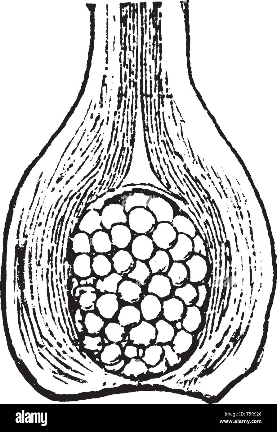 Il s'agit d'une plante vasculaire dans la famille Ranunculaceae dans le grand groupe des Angiospermes (plantes à fleurs), la gravure ou le dessin des lignes vintage illu Illustration de Vecteur