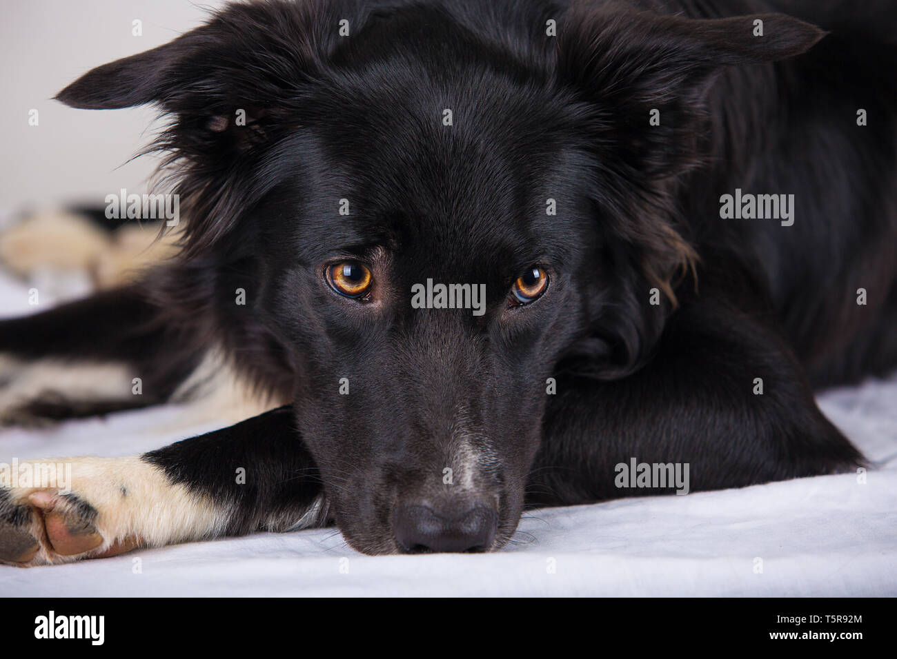 Triste et réfléchie de border collie pure race chien couché sur le lit. Pet Friendly mignon à la smart avec les yeux, l'intérieur closeup portrait. Chiot waiti ennuyé Banque D'Images