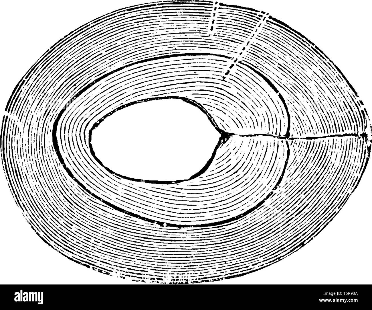 Ce cadre montre une section de cerise mûre. C'est là où la semence de la Cherry est vu, vintage dessin ou gravure illustration. Illustration de Vecteur