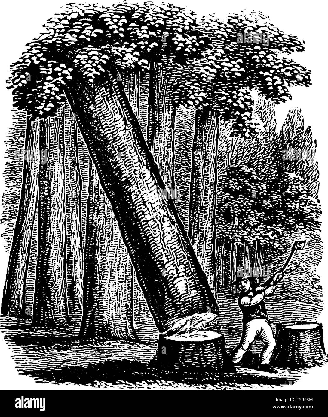 Un homme à couper des arbres avec ax, vintage dessin ou gravure illustration Illustration de Vecteur