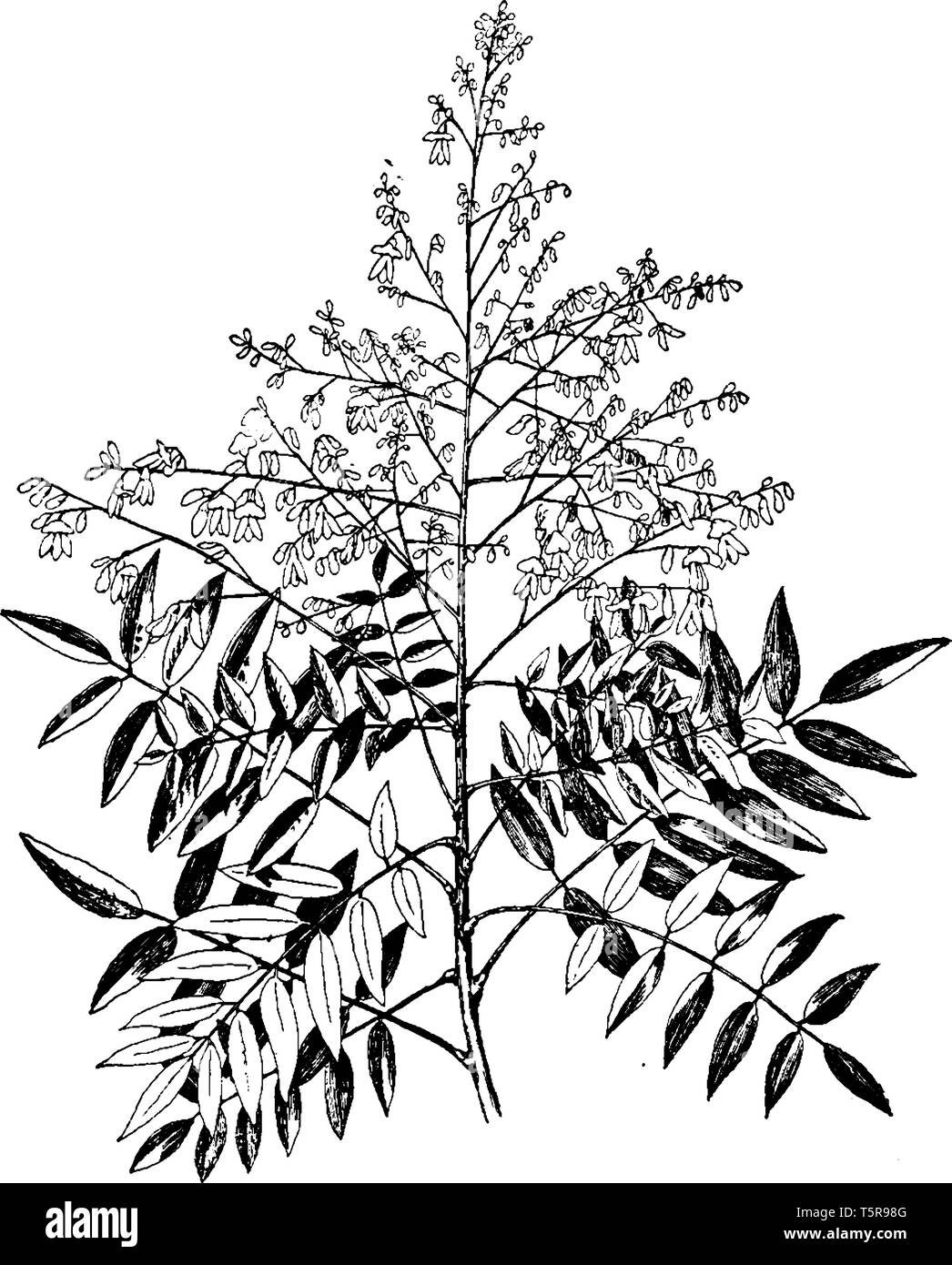 Sophora japonica est une espèce d'arbre, aussi appelé arbre pagode japonaise ou intellectuel chinois arbre, et est originaire de Chine et de Corée. Les feuilles de l'tre Illustration de Vecteur