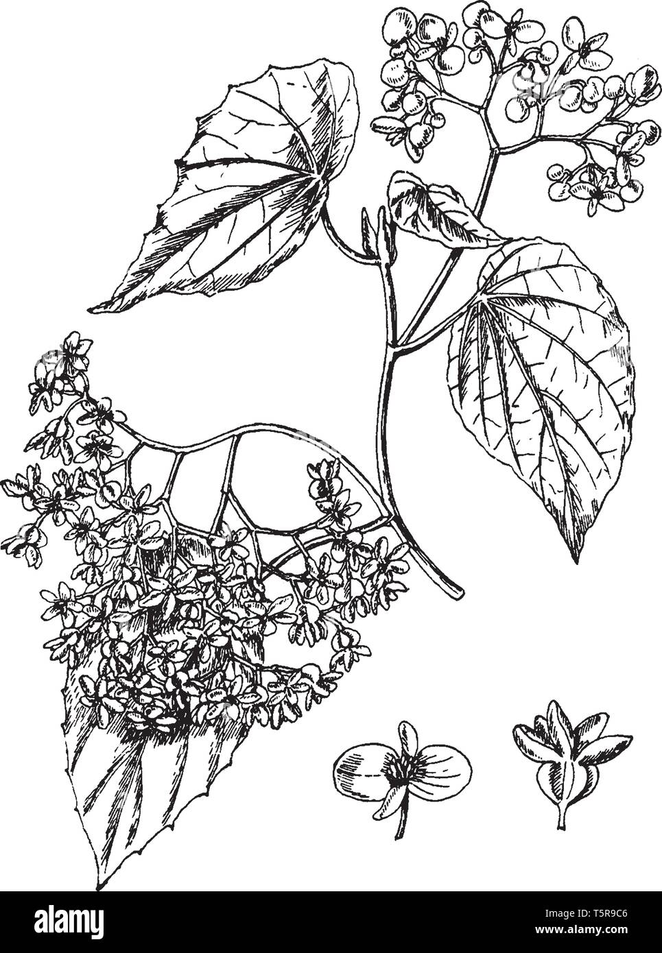 Le begonia Nitida les feuilles des plantes se présente comme forme du cœur.  La grappe de fleurs est incliné vers le bas, vintage dessin ou gravure  illustration Image Vectorielle Stock - Alamy