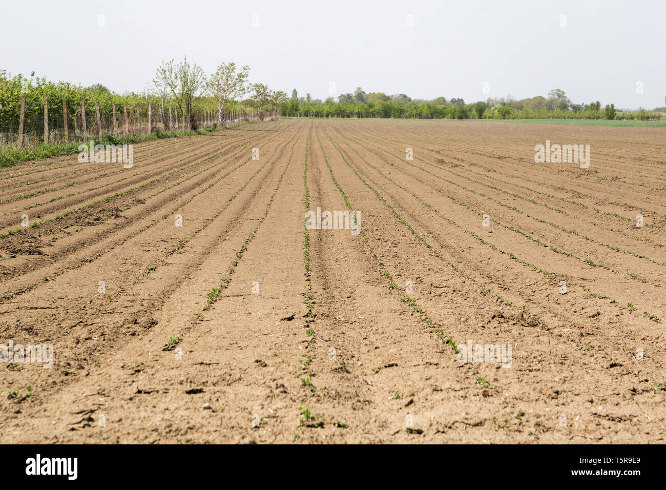 Domaine des cultures de soja dans les terres agricoles Banque D'Images