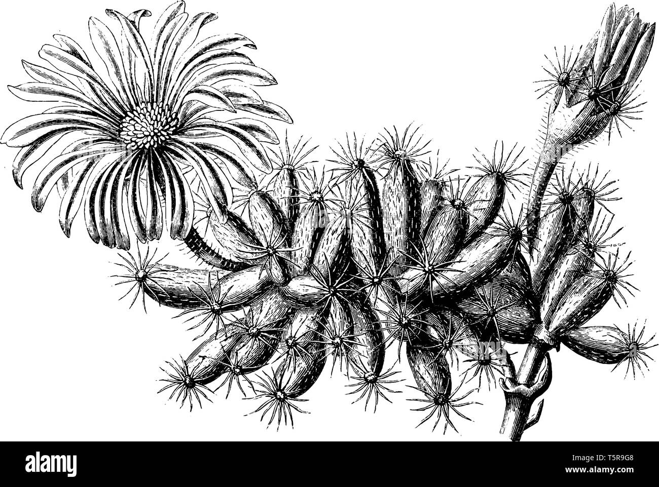 Cette fleur est court, tiges et branches, charnues et convexe en dessous, pédoncules très poilues. Il est verdâtre et plus grand, c'est qu'ouverture turbinées dans s Illustration de Vecteur