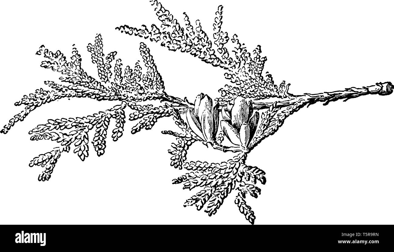 C'est un arbre à feuilles persistantes qui se trouve en Amérique du Nord, vintage dessin ou gravure illustration. Illustration de Vecteur