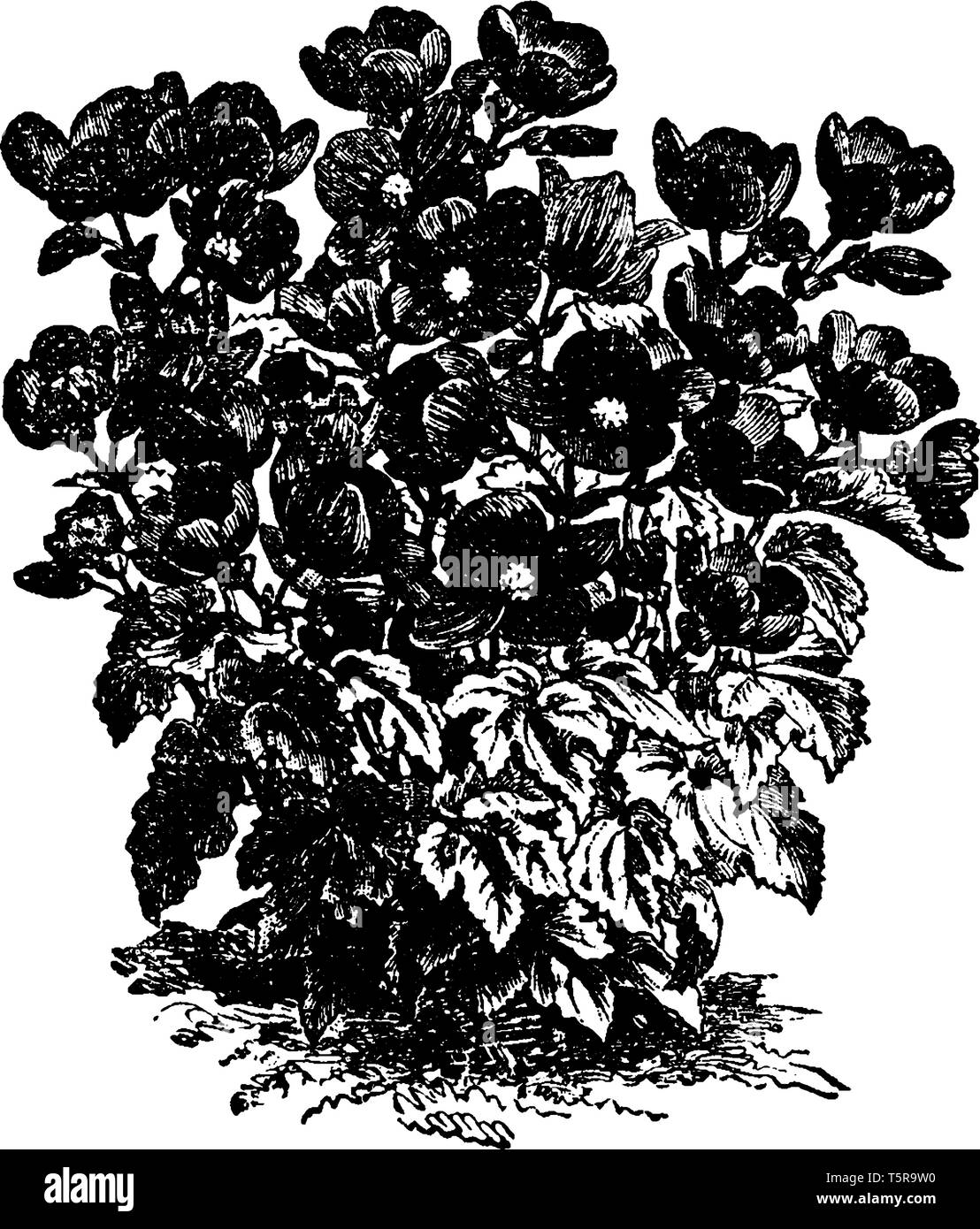 La photo montre des Bangonia. C'est une espèces de fleurs, feuilles en forme de cœur et la tige sont courtes, vintage dessin ou gravure illustration. Illustration de Vecteur