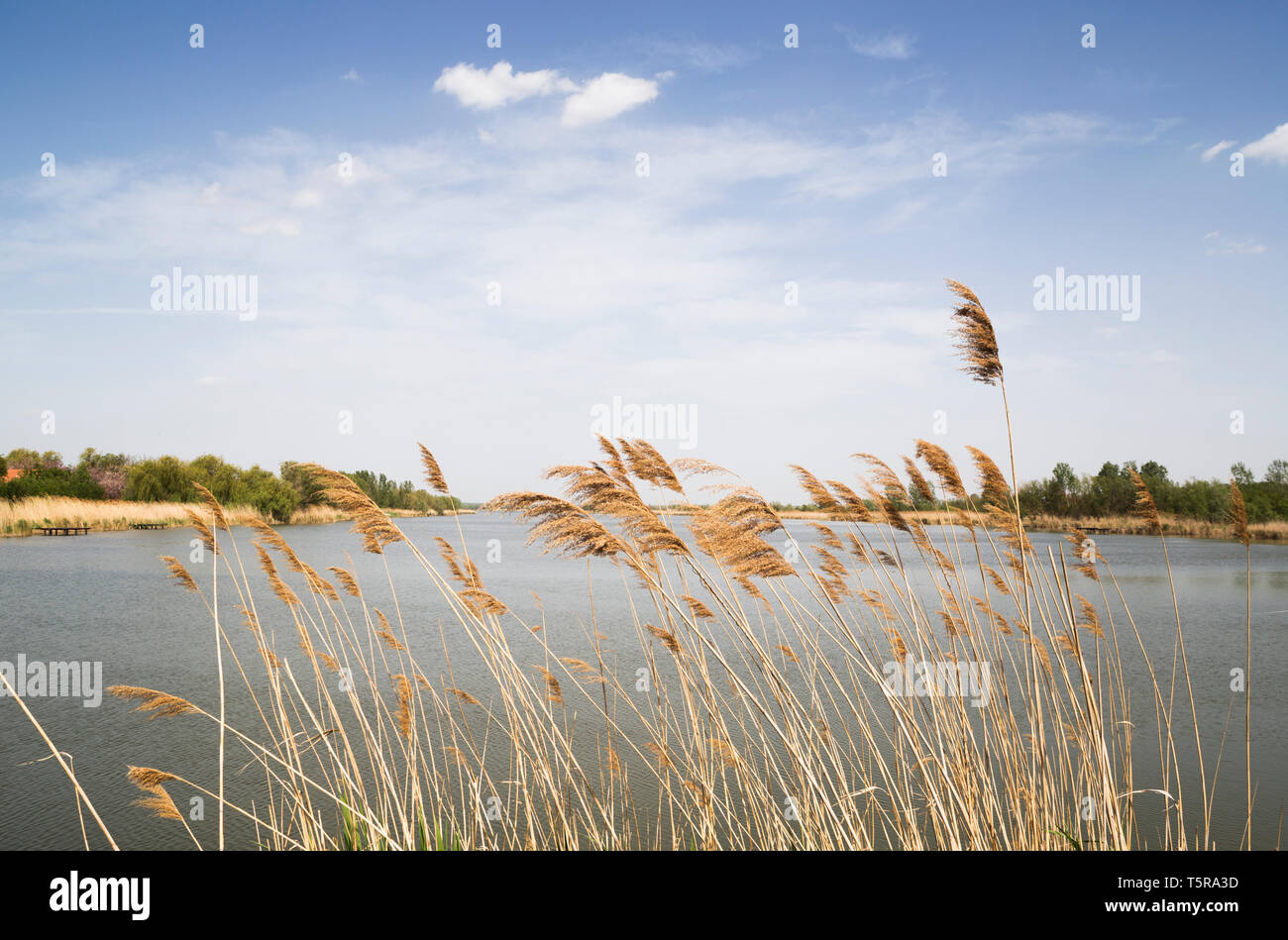 Serbie - Čurug, encore de l'eau appelé Pearl Island photographié par reed. Banque D'Images