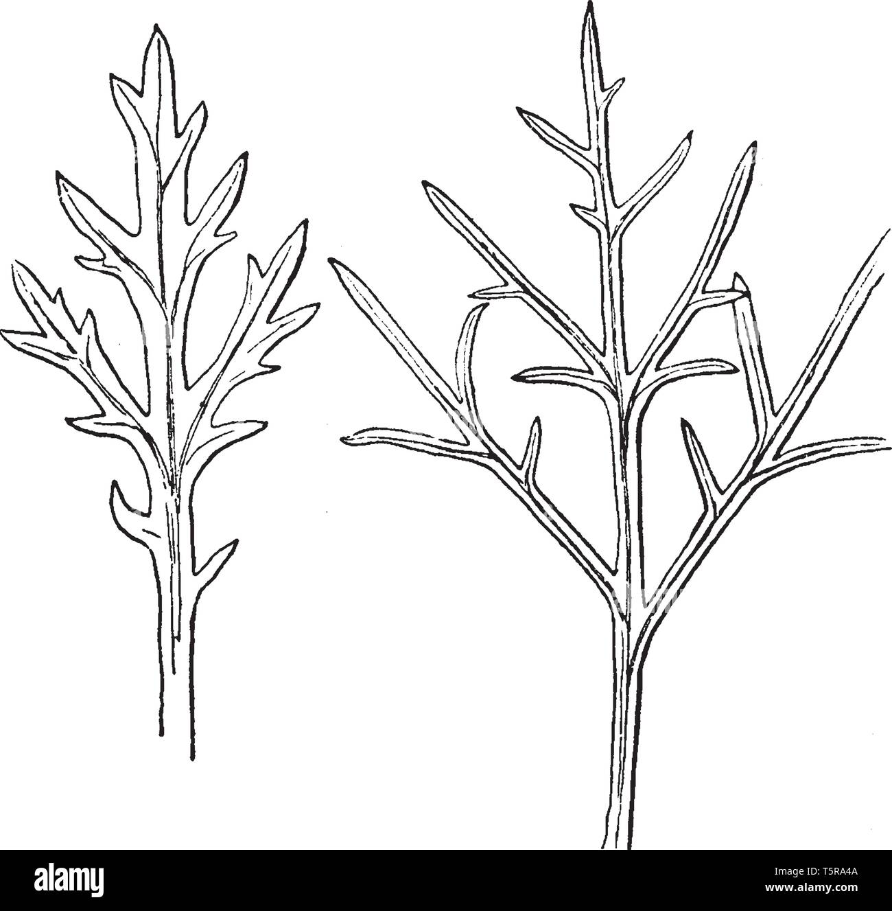L'image montre les chrysanthèmes avec de longs lobes étroits feuilles et fleurs avec une base rose jaunâtre et taches pourpres, vintage ou dessin de ligne engrav Illustration de Vecteur