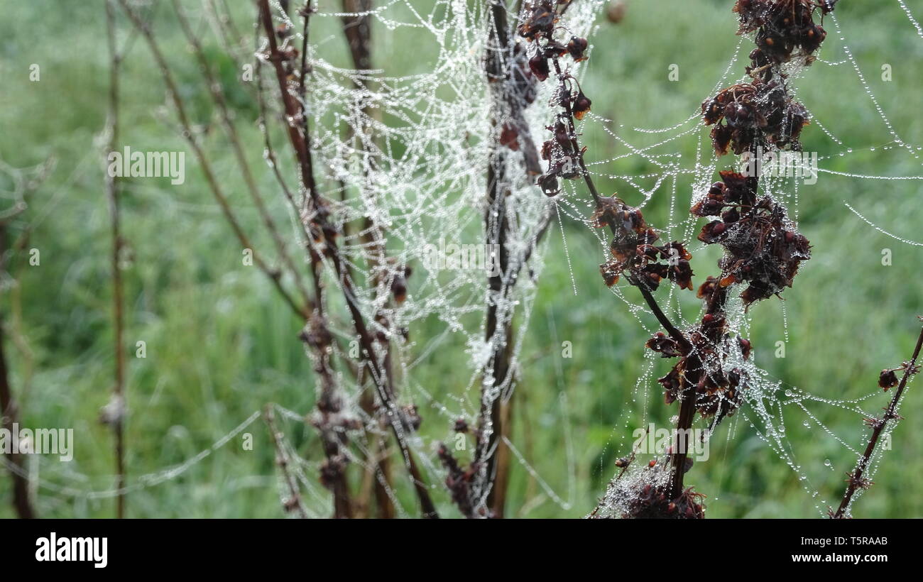 Toiles d'araignées par la rosée au printemps. Prises à Bristol UK Banque D'Images