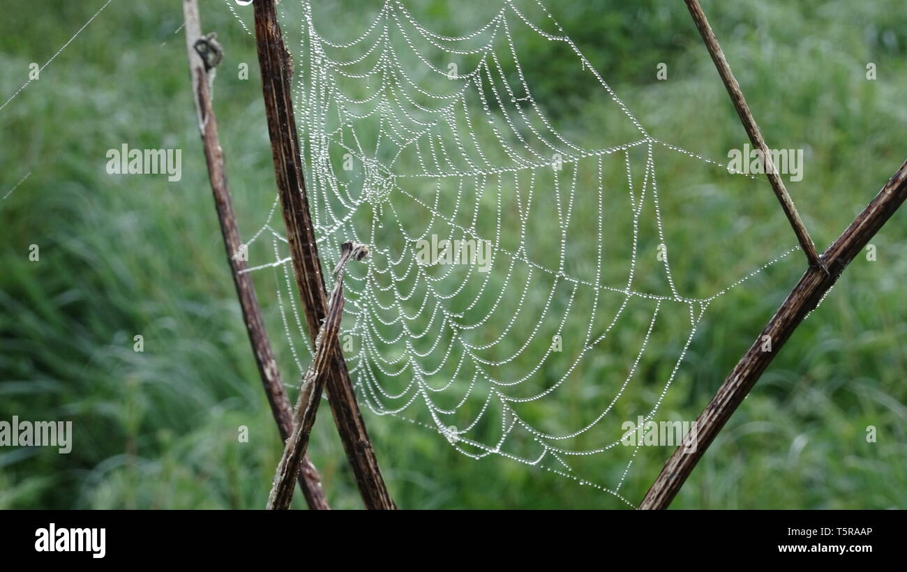 Toiles d'araignées par la rosée au printemps. Prises à Bristol UK Banque D'Images