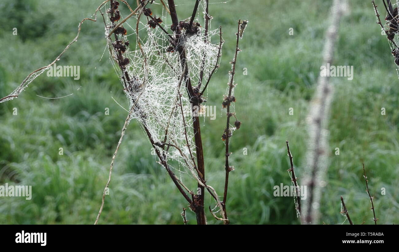 Toiles d'araignées par la rosée au printemps. Prises à Bristol UK Banque D'Images